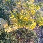 Astragalus alopecuroides ফুল