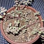 Crassula expansa ഇല