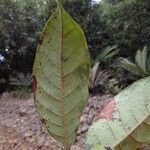 Ficus dzumacensis Blad