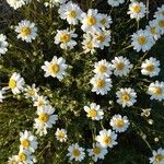 Anthemis maritima Floare