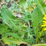 Taraxacum erythrospermum 叶