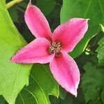 Clematis texensis Flower