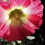 Alcea setosa പുഷ്പം