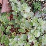 Veronica hederifolia Plante entière