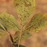 Allophylus africanus Blatt