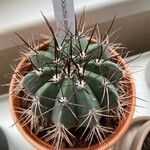 Melocactus azureus Φύλλο