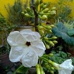 Ipomoea arborescens Flower