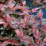 Physocarpus opulifolius Celota