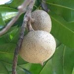 Mammea americana Fruit