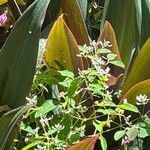 Euphorbia leucocephala Kwiat
