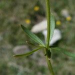 Ranunculus auricomus Leaf