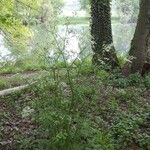 Anthriscus sylvestris Habit