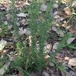 Asparagus acutifolius Blatt