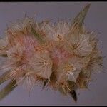 Chorizanthe membranacea Цвят