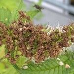 Sorbaria sorbifolia Fruit