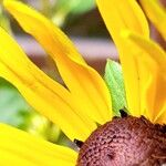 Rudbeckia fulgida Outro