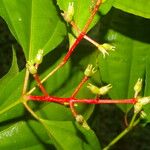 Miconia lateriflora Fruit