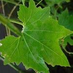 Trichosanthes cucumerina Blatt