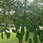 Tabebuia rosea Leaf