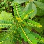 Phyllanthus amarus List