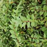 Hypericum patulum ഇല