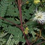 Albizia carbonaria Likasa