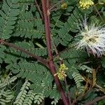 Albizia carbonaria Feuille