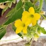 Cucumis melo Fula