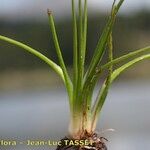 Isoetes lacustris Yeri