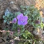 Clinopodium corsicum Flower