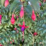 Fuchsia magellanicaFloro