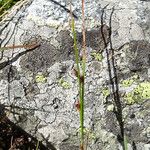 Juncus trifidus Meyve