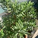 Crassula tetragona叶