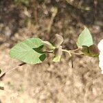 Operculina turpethum Leaf