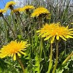 Taraxacum palustre Кветка