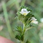 Euphrasia tetraquetra Λουλούδι