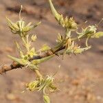Vangueriopsis lanciflora Çiçek