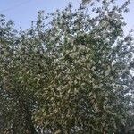 Prunus padus Tervik taim