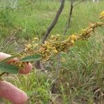 Sida hackettiana Flower