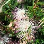 Calliandra brevipes പുഷ്പം