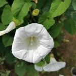 Convolvulus sepiumКветка