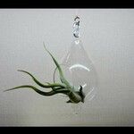 Tillandsia paucifolia 葉