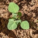 Oxalis barrelieri Leaf