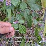 Desmodium intortum Leaf