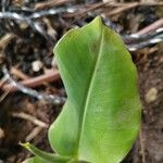 Musa acuminata Folha