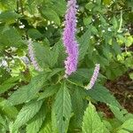 Elsholtzia stauntonii Flor