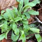 Myosotis nemorosa Leaf