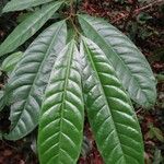 Coelocaryon preussii Hoja
