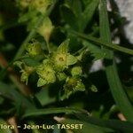 Alchemilla pentaphyllea Flor