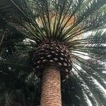 Phoenix canariensis Habit